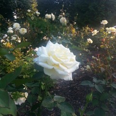 drez x trxgyc - white roses