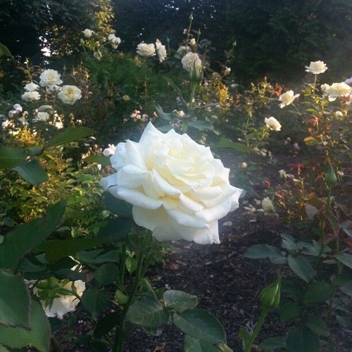 drez x trxgyc - white roses