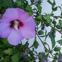 Kalligraphie III (2020)