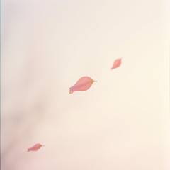 Petal Pulse