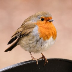 03 Bonaparte crossing the Rhine/Miss Thompsons (Hornpipes)
