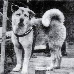 HACHIKO