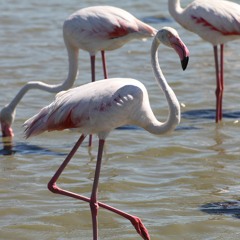 Flamingos in Carmargue