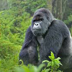 Solid Yung Gorilla[Prod.Omnipotent]
