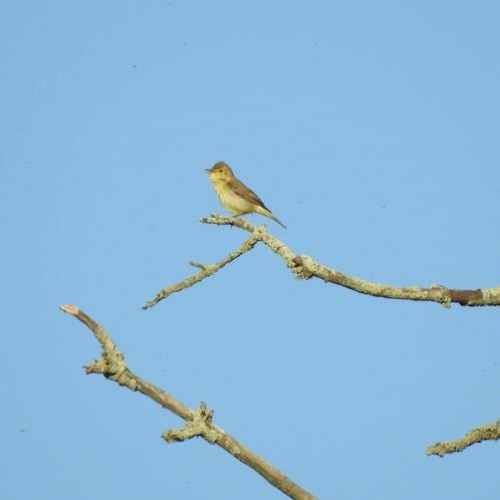 Virtuose du chant, l'Hypolaïs polyglotte, l'oiseau multi-langues, le Daviaud un 25 avril 2023