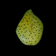 Acanthobdellidae