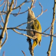 Grey-headed Woodpecker