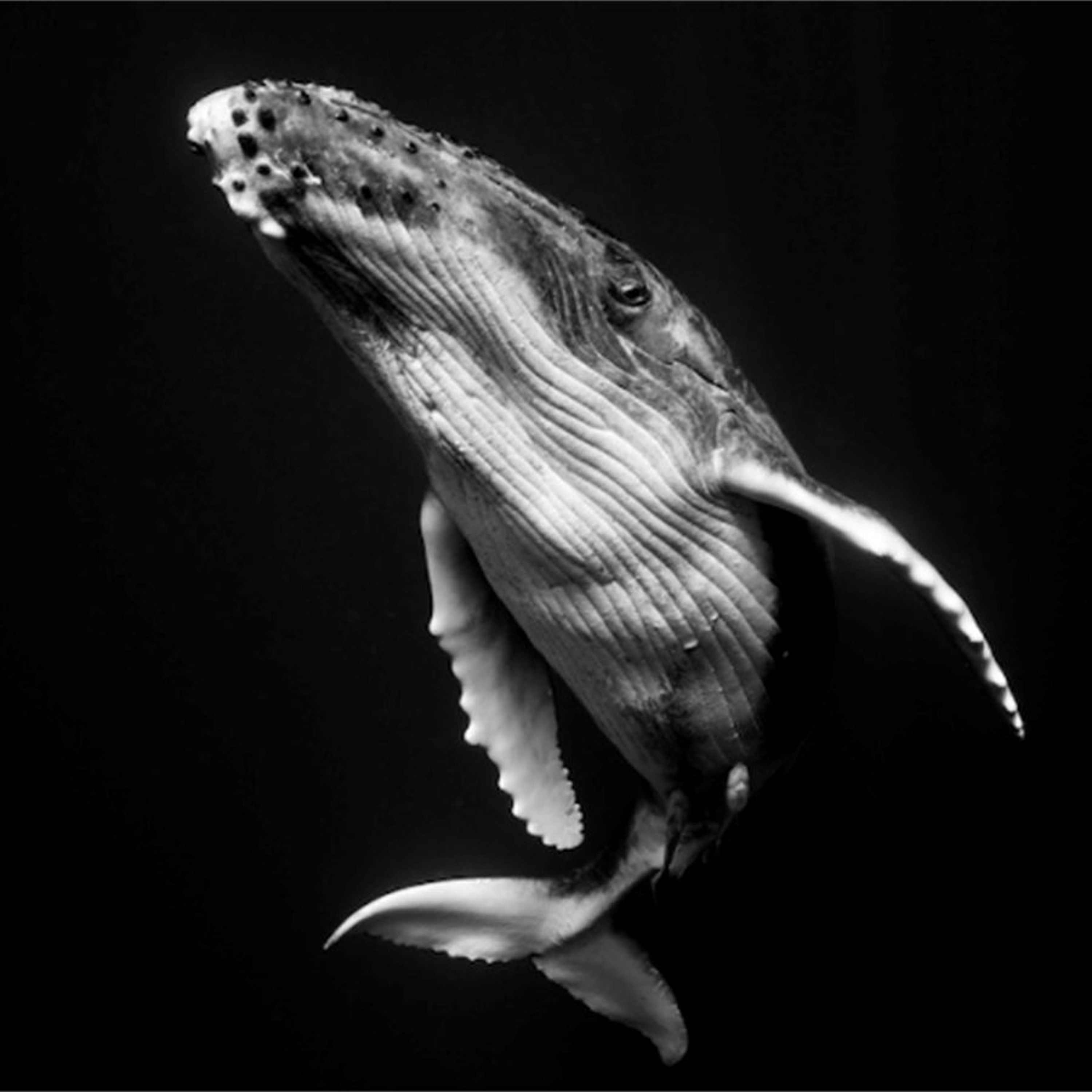 Whales episode artwork