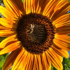 INNER BLING (Guided Mindfulness Meditation: Positive Energy Affirmations)