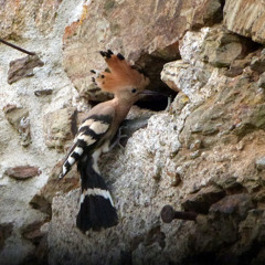 Nourrissage chez les Huppes