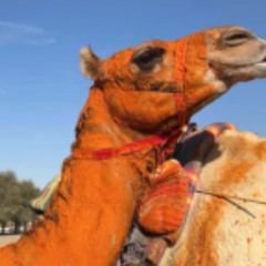 ‎⁨الهجن لمضمر السبق رووعه⁩.m4a