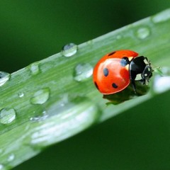 In The Dew