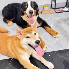 EEEE A ( FTHRASMNTHL FT CHAL MARSYAL X JN X RR ) #IBKINDO