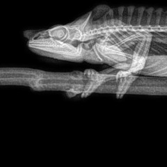 SCREAM OF CONSCIOUSNESS - C - P-C  - INKUBAKTOR -  ZOO   TEST1     ..R 20200513 - 165414