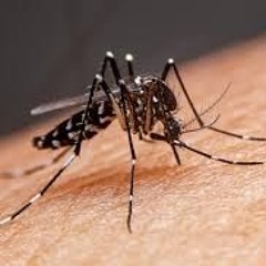 10.06.2025 = PREVINA-SE CONTRA A DENGUE
