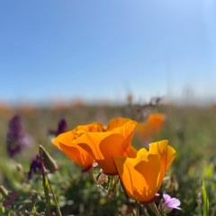 Ostara: Full Bloom