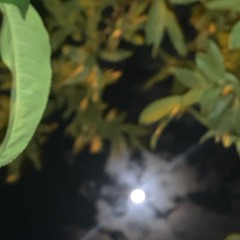 4$B ENT,4$tackBA3Y & ShAnkari touch-Des géniteurs ou des génies? EP