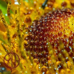 Difool&Deepo (LiveExtract)