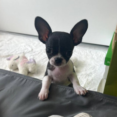 триша p. presco lucci