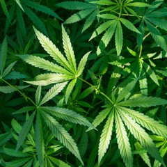 very hiiiii (happy 420)