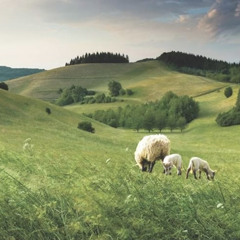 You’re My True Shepherd - Feat. Dola