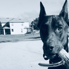 Ignorant Interlude Feat. Kid Frankie