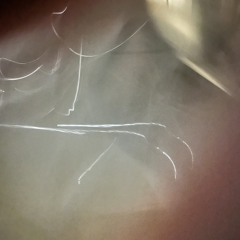 Mam(with,flowless)