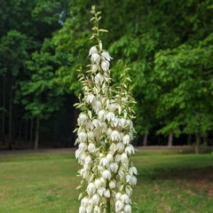 Eulogy Of The Forest