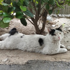 The Kiffness x Lonely Cat - Hello