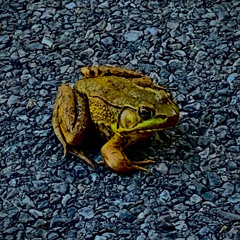 Is There a Sound for Basho's Frog Midair, Before Hitting the Water