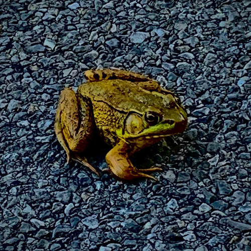 Is There a Sound for Basho's Frog Midair, Before Hitting the Water