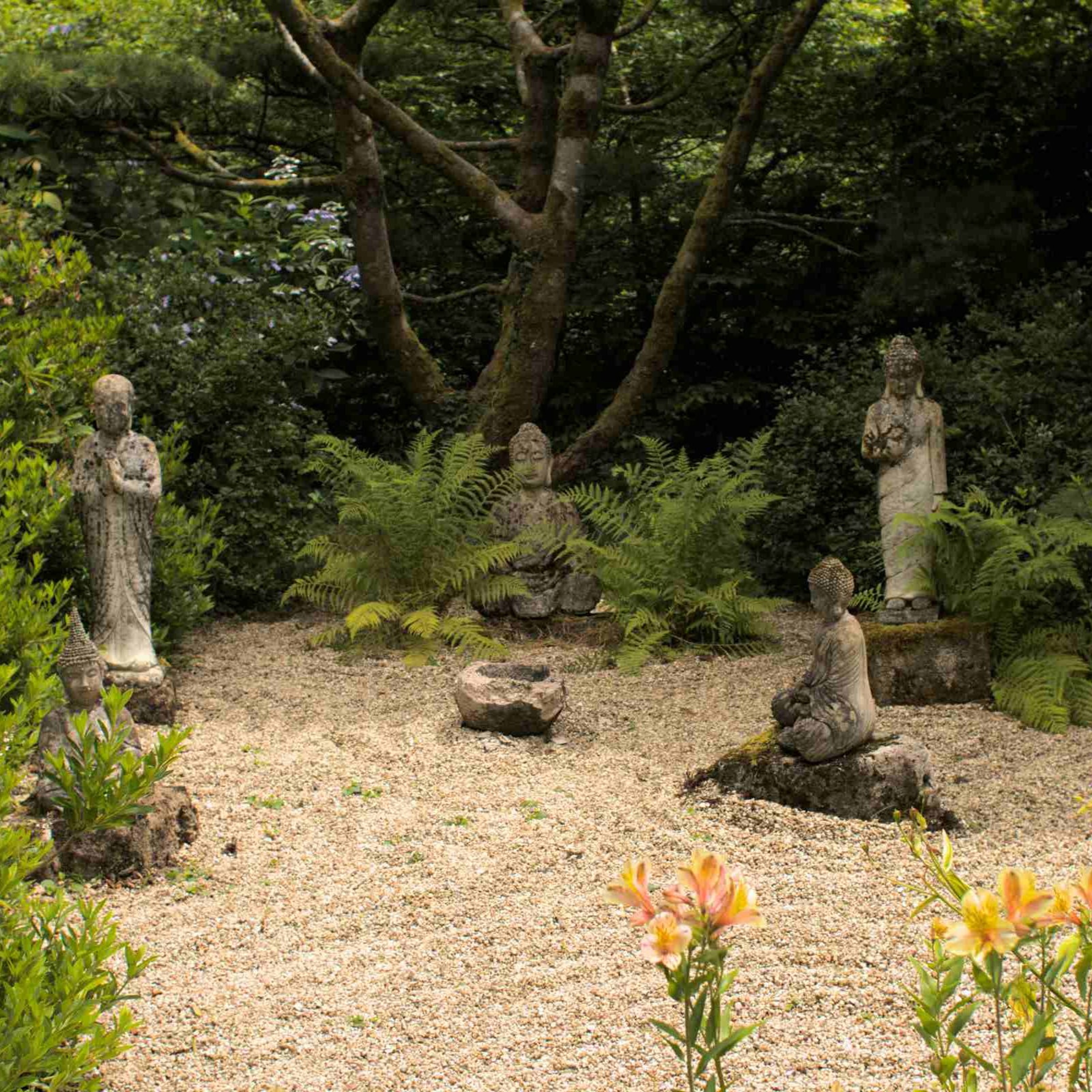 Ep. 531 Meditazione sui Quattro Messaggeri Divini (Devadūta)