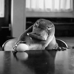 This Track Needs Vocals