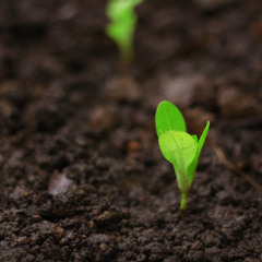 Growth