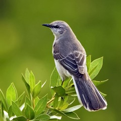 Mockingbird