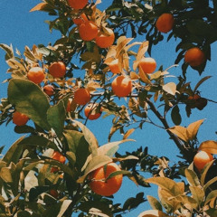 Orange Trees