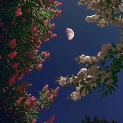 Velvet Evenings
