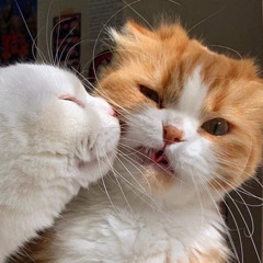 ‎⁨قلبي عامل عاقل لكن مجنون  🤍