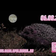 Adam Roofy -  @Spulenigel Open Air(Rerecorded)