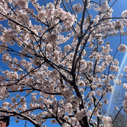 Cherry Blossom feat. rowteeme & zandy