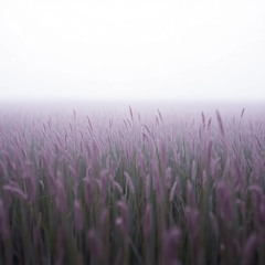 1979  가을은 작은 늙음이야 가을은 작은 죽음이야