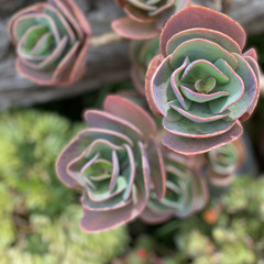 Birds and Nature Sounds