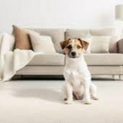 Professional Pet Carpet Cleaning