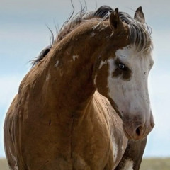 ciella saint charlie