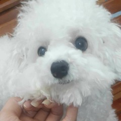 命运Beat  Zy 我属于 你的注定不属于 我的命运不要命 不要清醒还有梦能紧紧抱着你