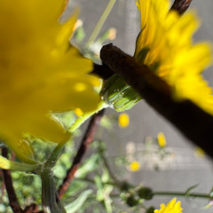 Pacing the Platform 30 w/ upsammy on NTS (02.10.25)