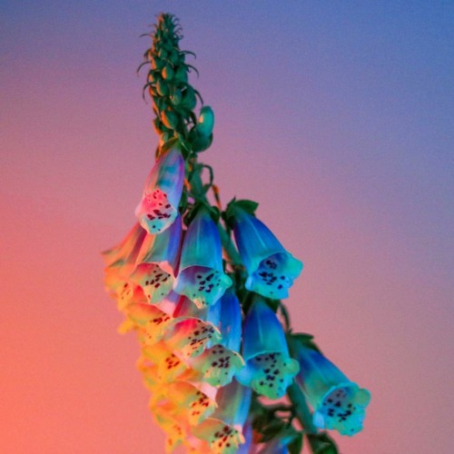 flume free sample