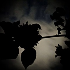 Autumn in the Wind