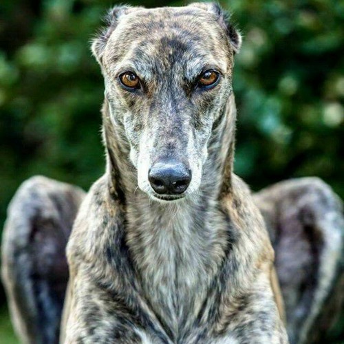 Greyhound