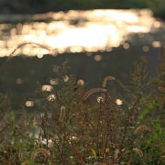 Singing Of Insects (虫の音)